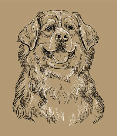 Realistic head of bernese mountain dog vector hand drawing illustration isolated on brown background. For decoration, coloring book pages, design, print, posters, postcards, stickers, t-shirtのイラスト素材