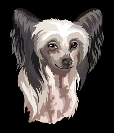 Realistic close up head of Chinese Crested dog. Vector colorful illustration isolated on black background. For decoration, design, print, posters, postcards, stickers, tattoo, t-shirtのイラスト素材