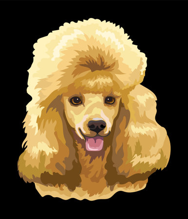 Realistic close up head of Poodle dog. Vector colorful illustration isolated on black background. For decoration, design, print, posters, postcards, stickers, tattoo, t-shirtのイラスト素材
