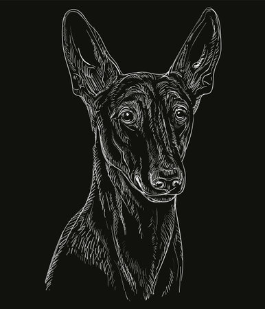 Hand drawn close up Pharaoh Hound head in white color on a black background. Engraving vector illustration with a dog. For engraving, decoration, design, print, poster, card, stickers, tattoo, t-shirtのイラスト素材