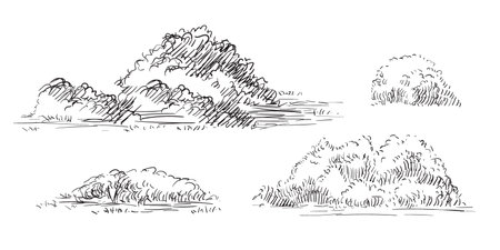 Hand drawing shrubs set. Monochrome sketches of different shrubs. Vector illustration isolated on white background. Design elements. For prints, design, cards and decorations.のイラスト素材