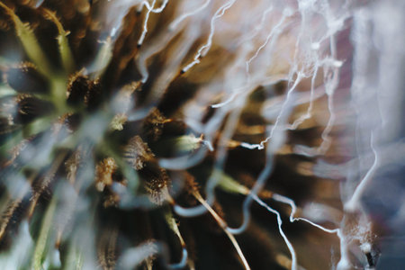 close-up of burnt dandelion fluff