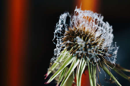 close-up of burnt dandelion fluffの写真素材