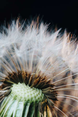 macro photo of white dandelion fluffsの写真素材