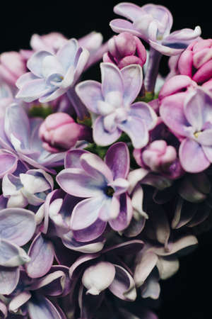 close-up of lilac flowers on a black backgroundの写真素材