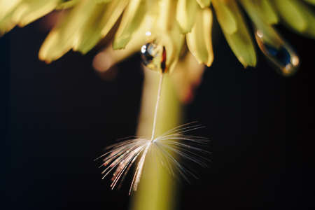 close up of a yellow dandelion flower with white fluffの写真素材