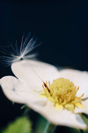 close-up of a white strawberry flower with dandelion fluffの写真素材