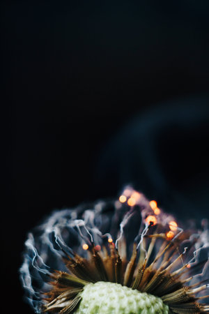 closeup of white dandelion fluffs on fire