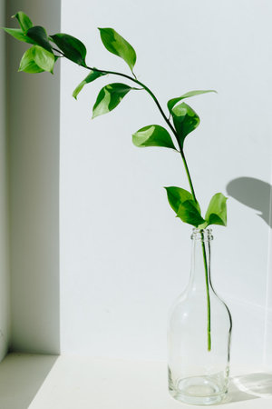 a sprig of green plant in a small vase on a white windowsill in natural light