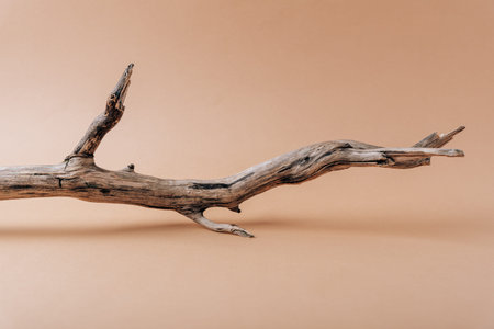 Dry tree branch on  beige