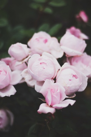 beautiful flowersの写真素材