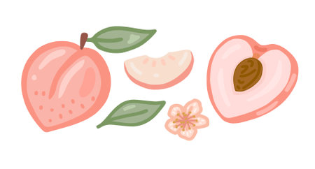 A set of illustrations on the theme of peaches. white backgroundのイラスト素材