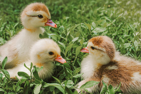 Cute little goslings on green grass. vintage style.