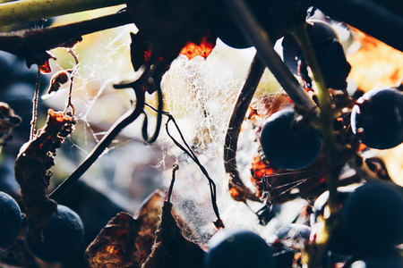 Close up picture of red-wine grape and its yellowed leaves hanging in vineyard somewhere in countryside and covered with light cobweb. Photo made in macro style.のeditorial素材