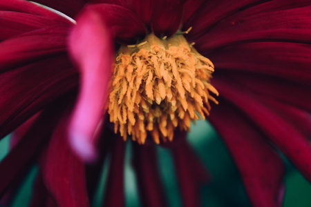 Colorful photo of beautiful flower namely georgina or dahlia growing in garden somewhere in countryside. Warm and gentle photograph with autumn atmosphere made in macro style.のeditorial素材