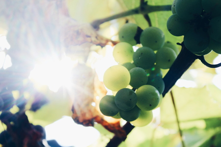 Colorful picture of green fresh grape with its yellowed leaves growing in sun-drenched vineyard somewhere in countryside. Photo made in macro style.のeditorial素材