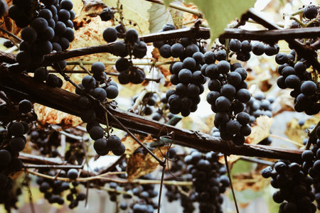 Brunches of red wine grapes with its yellowed leaves growing in autumn vineyard somewhere in...