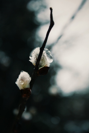 Close-up photo depicting "seals" on willow with raindrops on it. Photograph made in macro style of nature elements somewhere in mountains.のeditorial素材