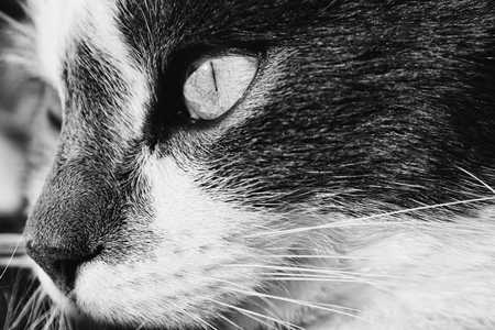 Close-up black and white photograph of cat's face, mostly focused on eyes and nose.のeditorial素材