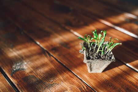 Fresh sprouts, seedling plant in biodegradable pot. Growing vegetables, fruits, or flowers, zero waste. Environmental problems. Save nature. Eco gardening at home, quarantine time, eco friendlyの写真素材