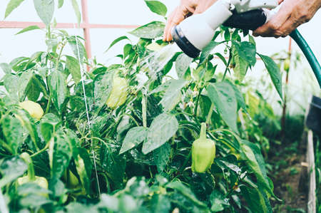 Elderly senior hands watering plants with hose in garden greenhouse. Drops of water on unripe bell peppers. Farming, gardening, agriculture, old age people. Farmer growing organic vegetables on farm.の写真素材