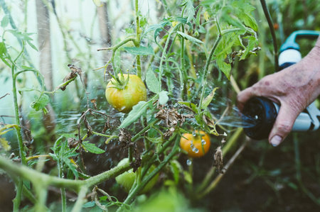 Elderly senior hands watering plants with hose in garden greenhouse. Drops of water on unripe...