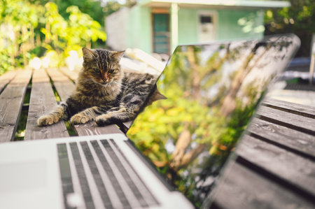 Fluffy street cat sitting on a wooden bench next to laptop computer with tree reflections outdoors in summer garden. Remote online work conceptの写真素材
