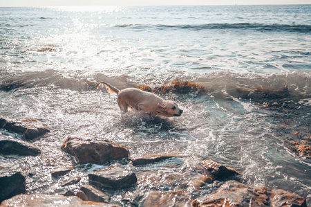 Happy cheerful golden retriever swimming running jumping plays with water on the sea coast in summer.の写真素材