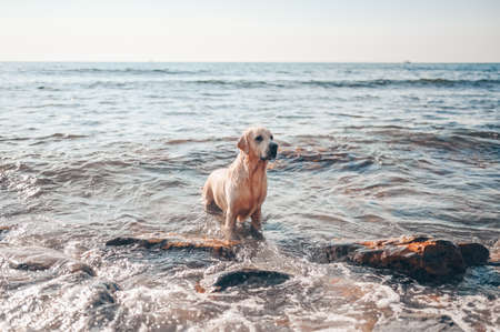 Happy cheerful golden retriever swimming running jumping plays with water on the sea coast in summer.の写真素材