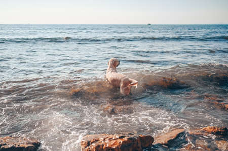 Happy cheerful golden retriever swimming running jumping plays with water on the sea coast in summer.の写真素材