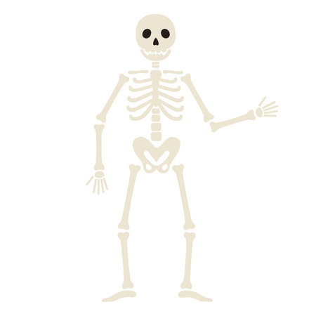Human skeleton stands and waves hand. Funny Halloween character. Human body structure. Vector flat illustration isolated on white backgroundのイラスト素材