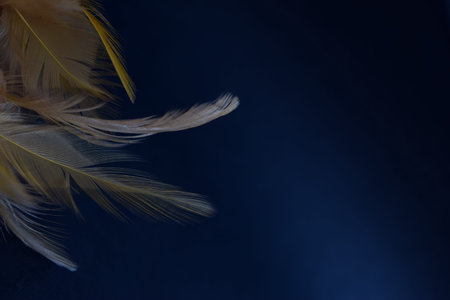 the feathers