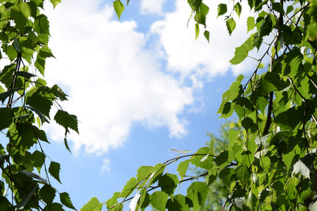 leaves frameの写真素材