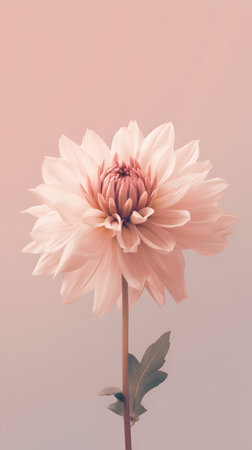 Single pale pink flower isolated on cream colored light pastel pink background. Minimalistic floral background in tender paslet colors. Vertical floral banner, copy space. AIの素材