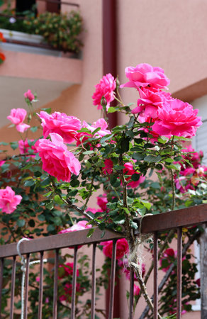 Close up of pink roses in the garden in bright morning lightning. Queen Elizabeth tender pink rose flowers in full bloom on a garden fence against the pink wall of a house. Rose garden beautyの写真素材