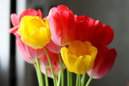 Red and yellow tulips with a window background. Colorful tulip display in front of a window, sunny day ambiance. Radiant tulips with natural backlighting, showcasing vivid spring and summer beautyの写真素材