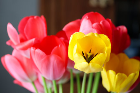 Close-up of bright pink and yellow tulips against a soft background. Vivid colors of spring captured in a bouquet of pink and yellow tulips. Fresh pink and yellow tulips blooming, seasonal decorの写真素材