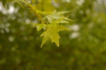 green leaves of mapleの写真素材