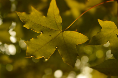 maple leaves in sunlight