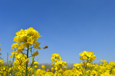 rape flowers and bee