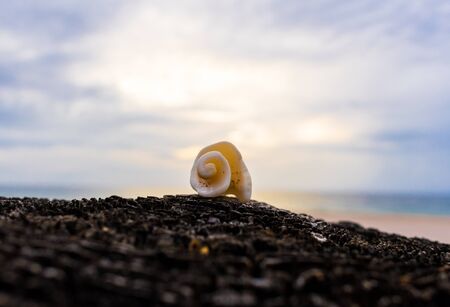 seashell on the beach with blue clouds and yellow sunshine in the backgroundの写真素材
