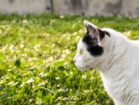 Profile of a black and white cat in a green fieldの写真素材