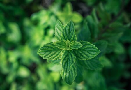 close up of green mint leaves from above with defocused backgroundの写真素材