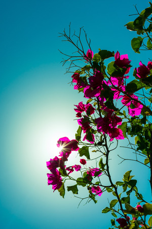 sun rays shining though the branchs and flowers of a bougainvillea bush on a clear summer morningの写真素材