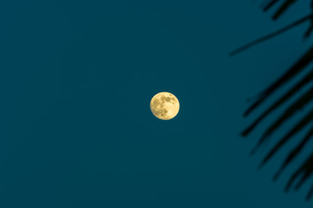 warm waxing gibbous moon rising in the sky behind palm frondsの写真素材