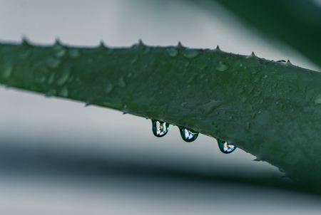 close up of rain drops on a green aloe plant reflecting palm trees and blue skyの写真素材