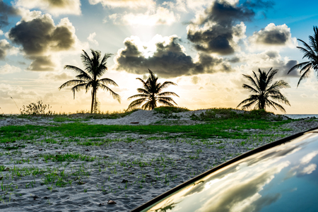 3 palm trees in a field by the beach with the sky reflecting off a windshieldの写真素材