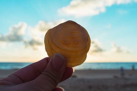 close up of a seashell being help up to the sunlight on the beachの写真素材