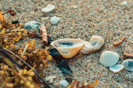close up of seaweed and seashells on the wet sandの写真素材