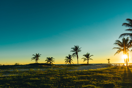 palm trees in a grassy field by the beach on an early morningの写真素材